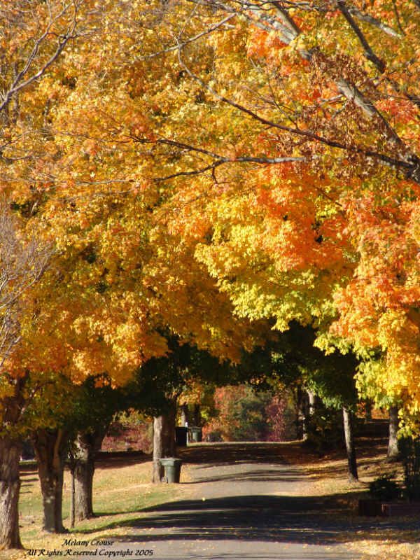 Trees change yellow for Fall